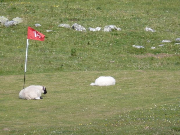 golf green with animal hazards